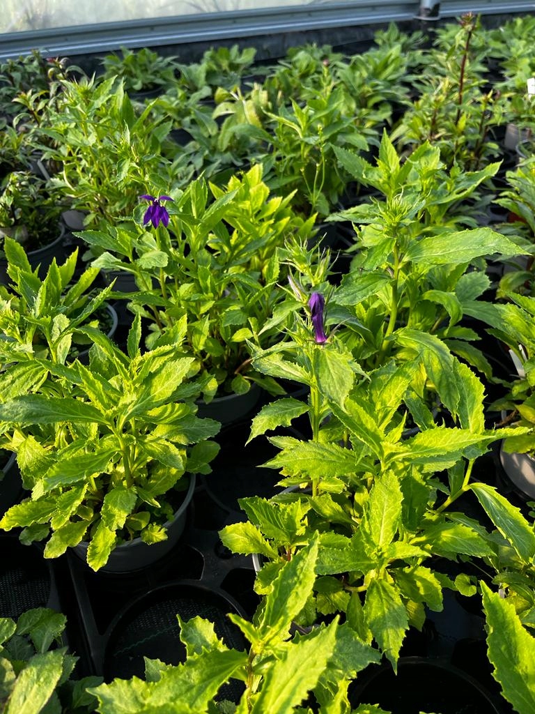Lobelia okazała FIOLETOWA - sadzonka - obrazek 5