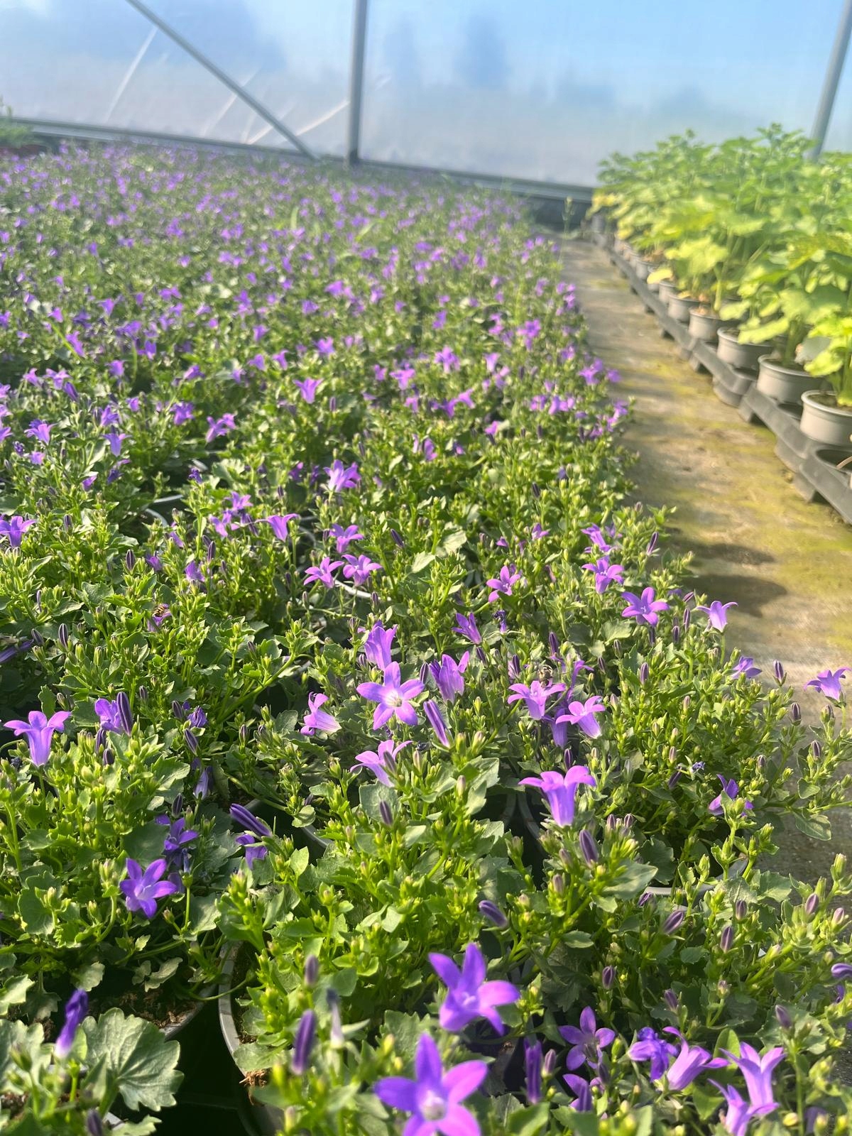 Dzwonek Dalmatyński Campanula Deep Blue - sadzonka - obrazek 4