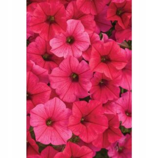 SUPERTUNIA VISTA PARADISE