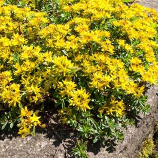 Sedum kamtschaticum Rozchodnik Kamczacki - sadzonka