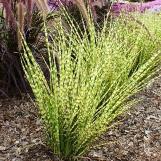 Miskant Chiński Gold Bar Miscanthus sinensis -sadzonka