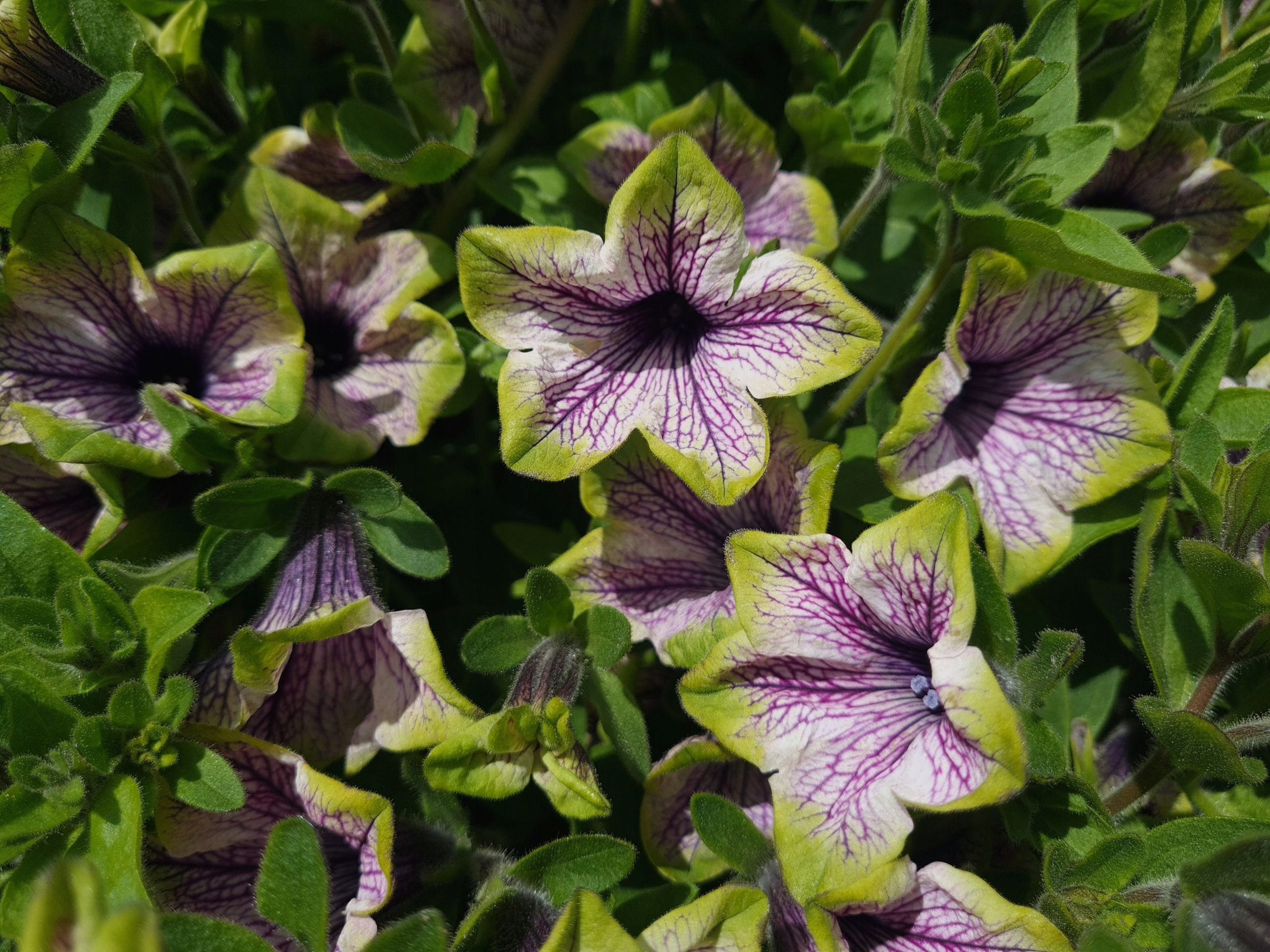 Surfinia Petunia PURPLE VEIN GREEN EDGE - sadzonka - obrazek 2