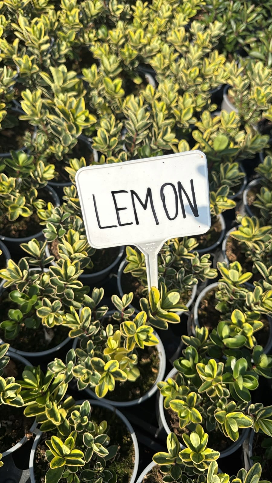Hebe LEMON - sadzonka - obrazek 4