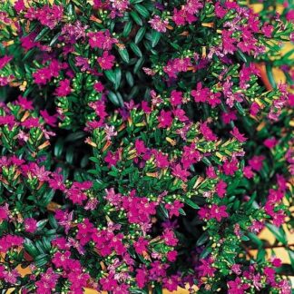 Kufea Hyzopolistna Pink RÓŻOWA Cuphea - sadzonka