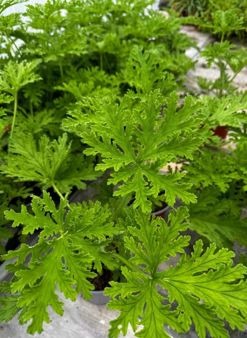 Geranium anginka Pelargonium graveolens - roślina w doniczce - obrazek 6
