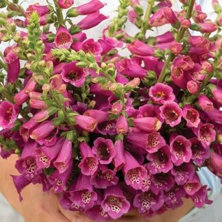 Naparstnica Digitalis purpurea Camelot ROSE - duża sadzonka