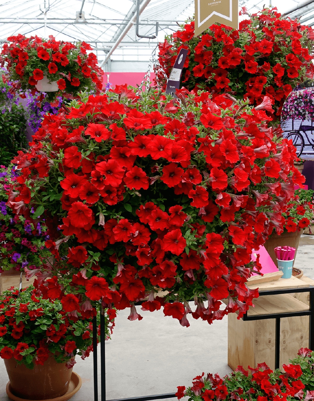 Surfinia Petunia ELECTRIC RED - sadzonka - obrazek 4
