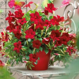 Sundavilla Mandevilla Dipladenia Classic DARK RED - sadzonka