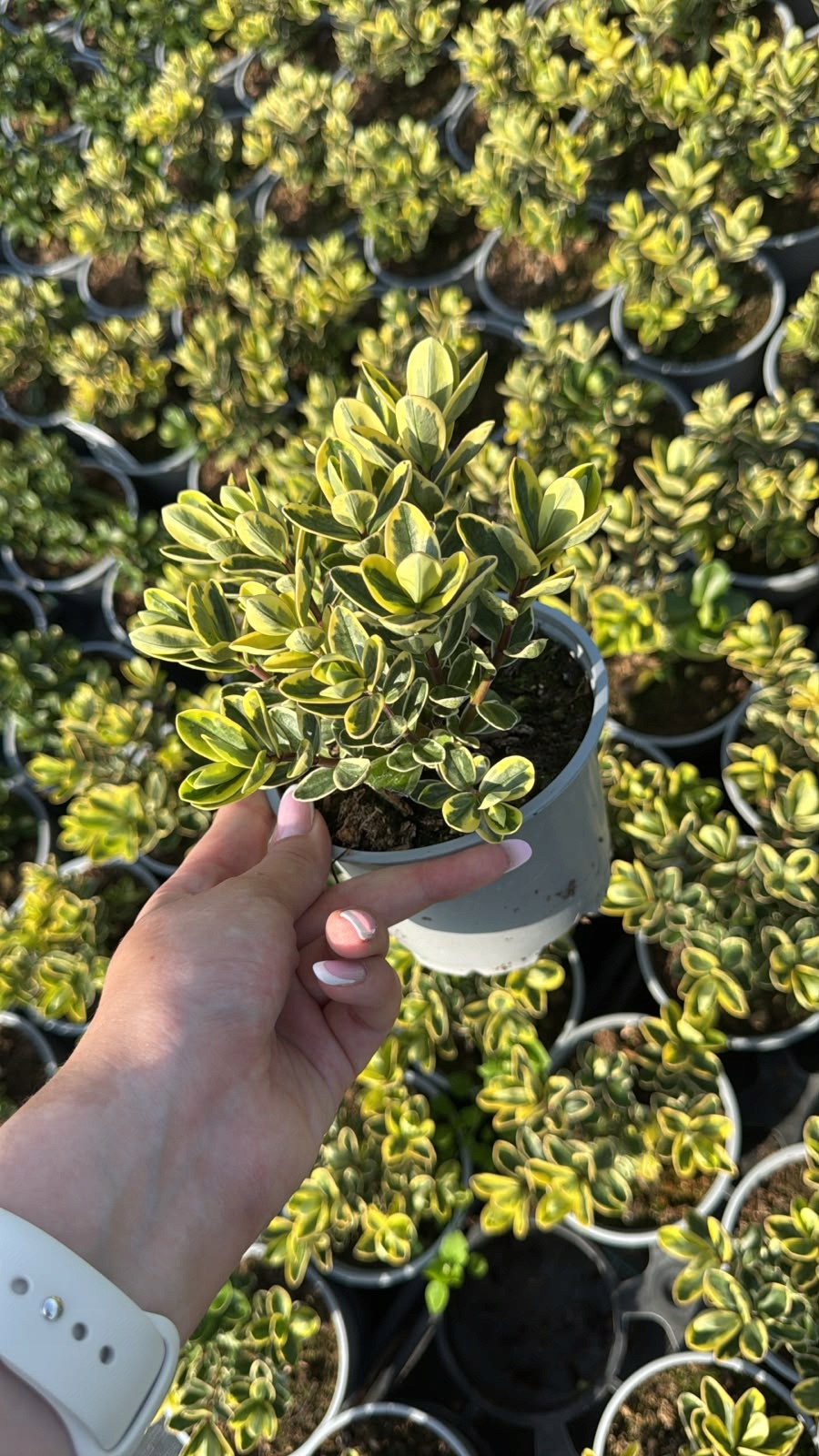 Hebe LEMON - sadzonka - obrazek 6