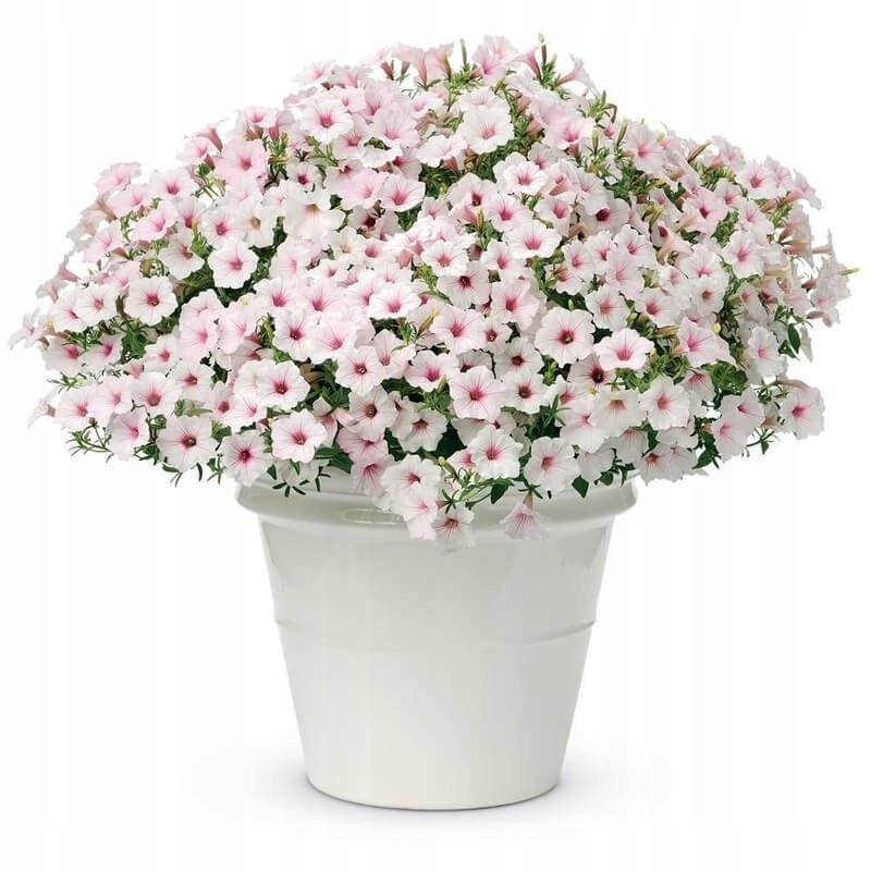 SUPERTUNIA VISTA SILVERBERRY - obrazek 5